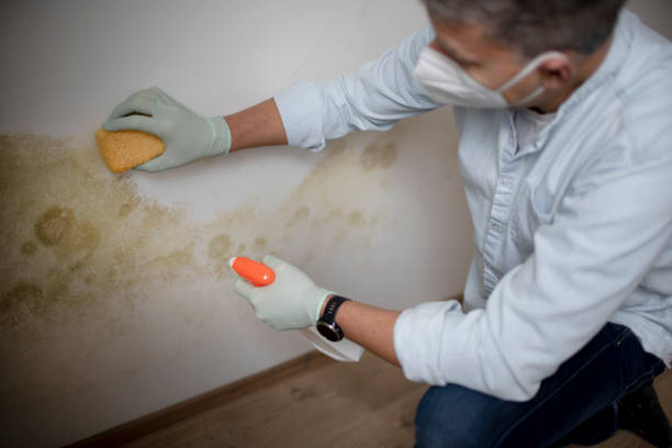 Best Emergency Mold Removal  in Grantsville, UT