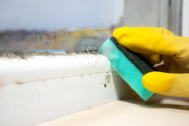 Mold Testing and Removal in Grantsville, UT