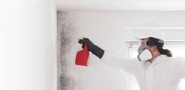 Best Certified Mold Removal  in Grantsville, UT