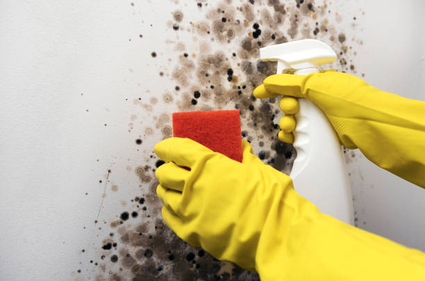 Trusted Grantsville, UT Mold Removal Experts