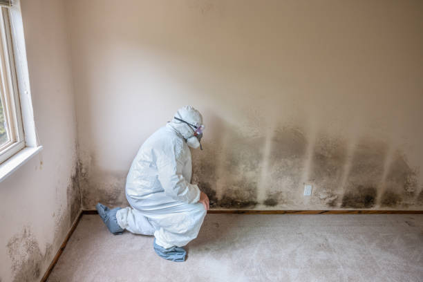 Best Mold Testing and Removal  in Grantsville, UT