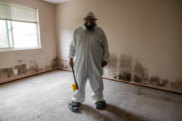 Best Attic Mold Removal  in Grantsville, UT