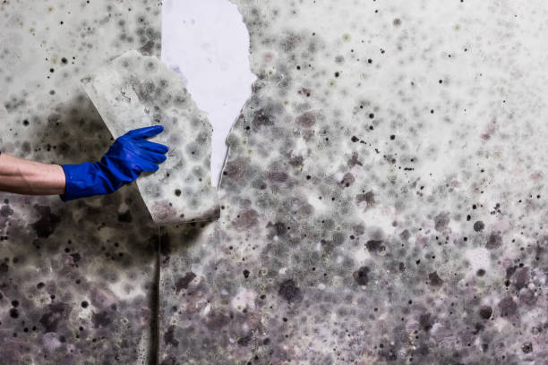 Best Mold Removal Near Me  in Grantsville, UT