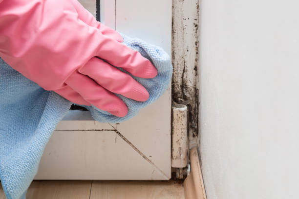 Attic Mold Removal in Grantsville, UT