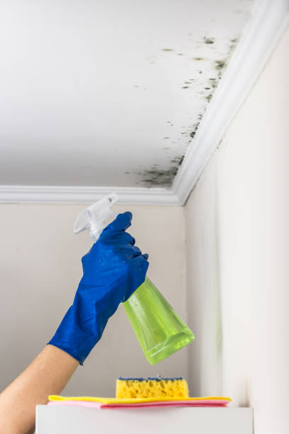 Best Commercial Mold Removal  in Grantsville, UT