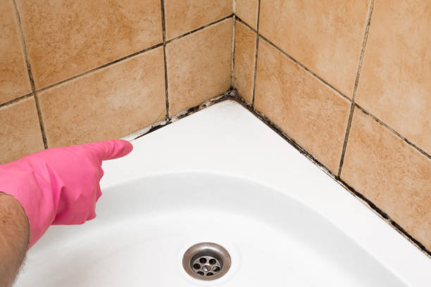 Best Fast Mold Removal  in Grantsville, UT